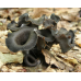Мицелий Лисички серой / Вороночник рожковидный (Craterellus cornukopioides) Мицелий Лисички серой / Вороночник рожковидный (Craterellus cornukopioides)